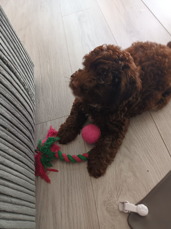 1 chocholate boy left F1b cockerpoo