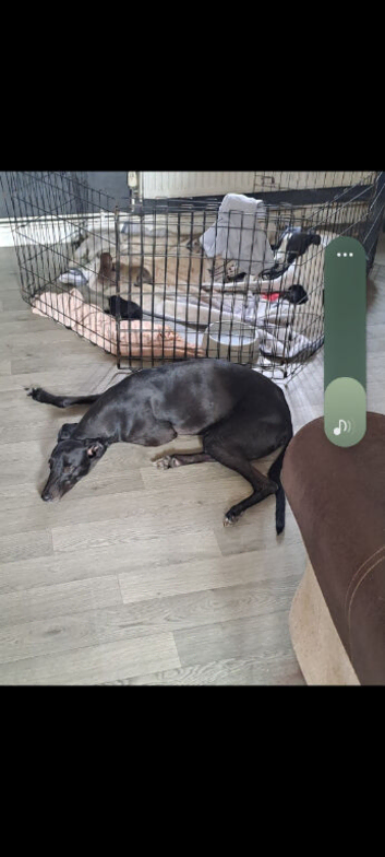 Saluki gray
