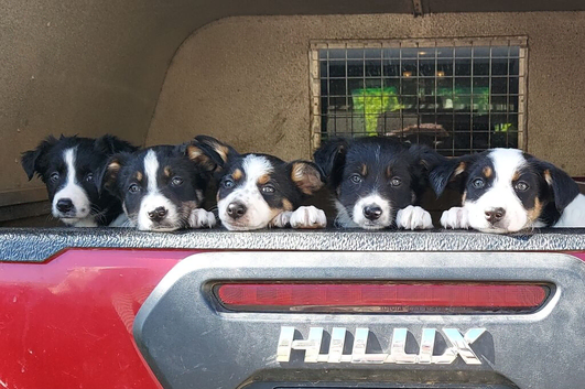 8 weeks old border collie pups
