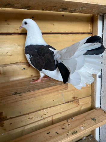 2 young fantail