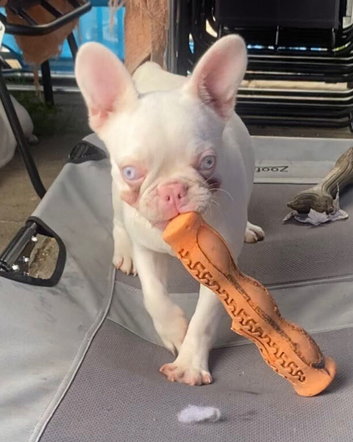 Female Pink KC registered French Bulldog puppy