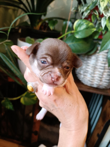 KC Chihuahua puppys