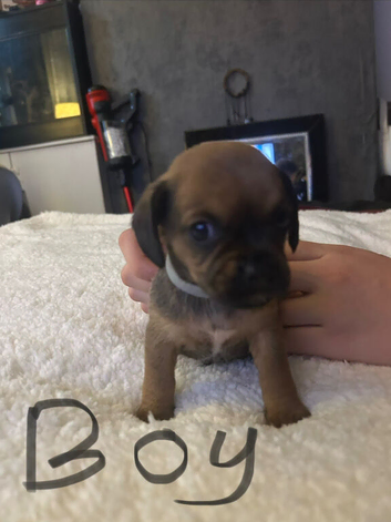 3 puppies ready from 24th October