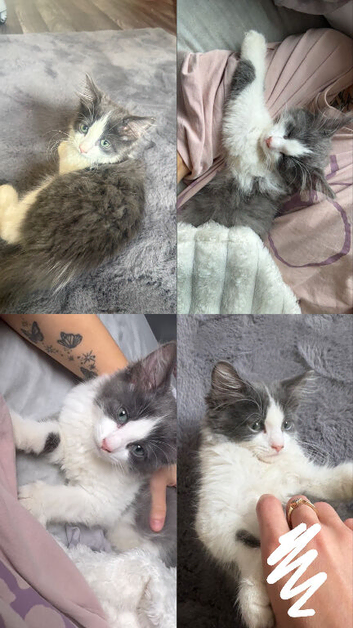 Half Ragdoll Kitten