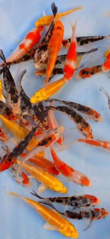 KOI CARP (jumbo)