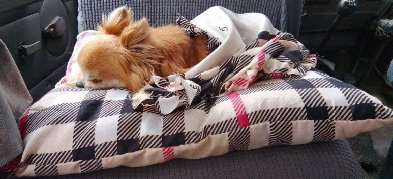 Cream and white long haired chihuahua boy