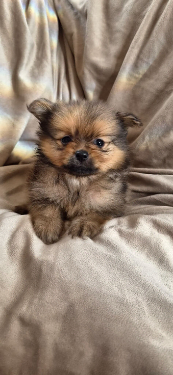 Pomeranian puppies