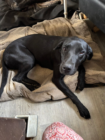 Labrador and Lurcher puppies