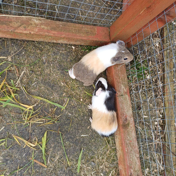 2 x baby boys guinea pigs