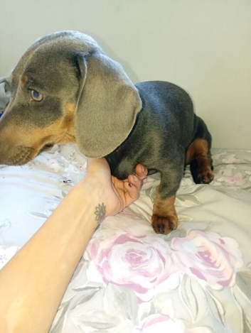 Blue and Tan 5months old female miniature dachshund