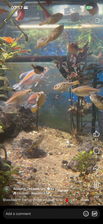 Spotted Congo puffers