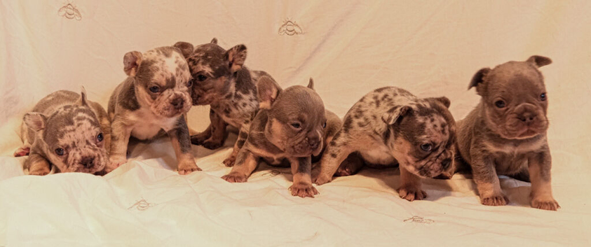Gorgeous French bulldogs