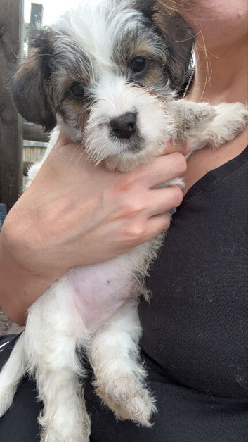 Only one boy now remaining. Ready from 10th June
