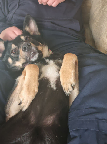 German shepard cross collie