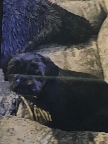 I am looking for a stud for lily she is 3 years 7 months