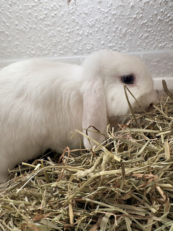 Snowy is looking for her forever home