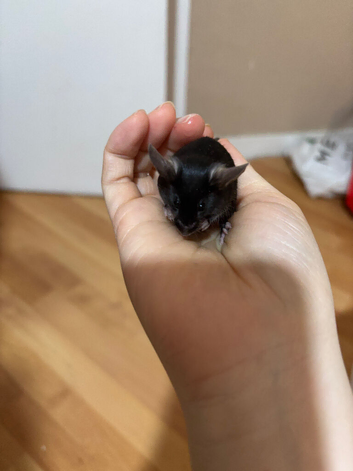 Tiny Rex Mice Mix