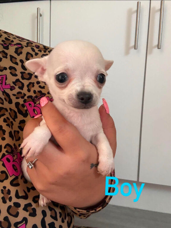 Beautiful teacup white chiuahua pup