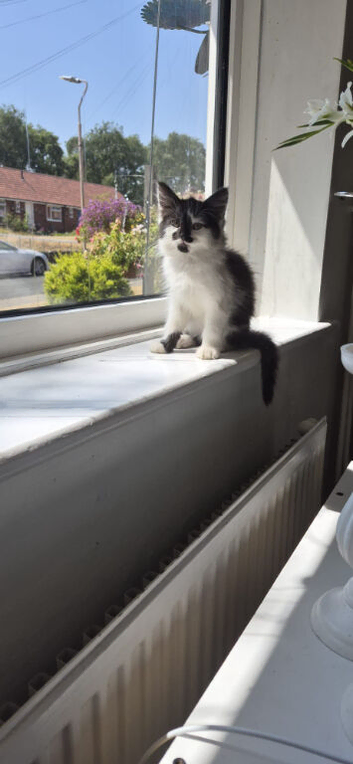 Female kitten