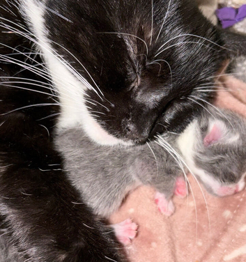 4 beautiful kittens
