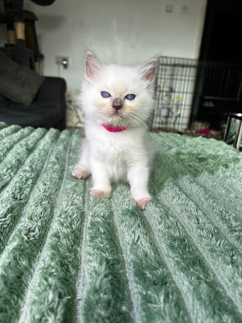 Ragdoll Kittens for Sale