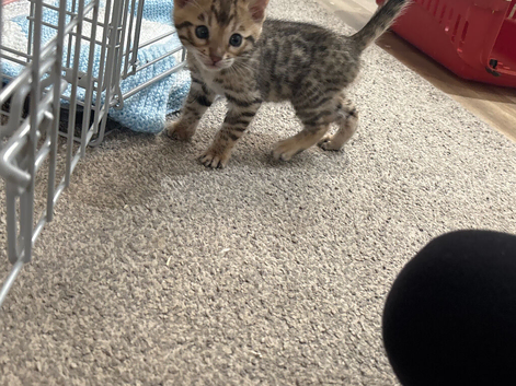 Pure Bengal kittens