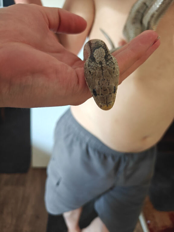 Female corn snake