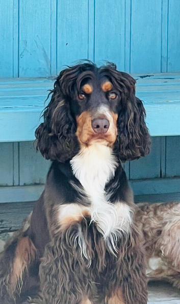 * for stud only* kc registered cocker spaniel!