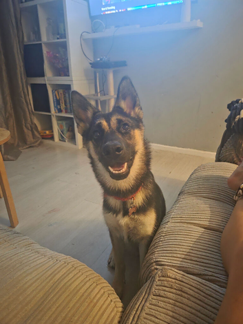 Shepsky. Female. 7months rehoming