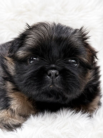 Outstanding Pekingese puppies