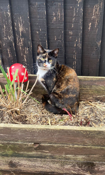 Cats for new home