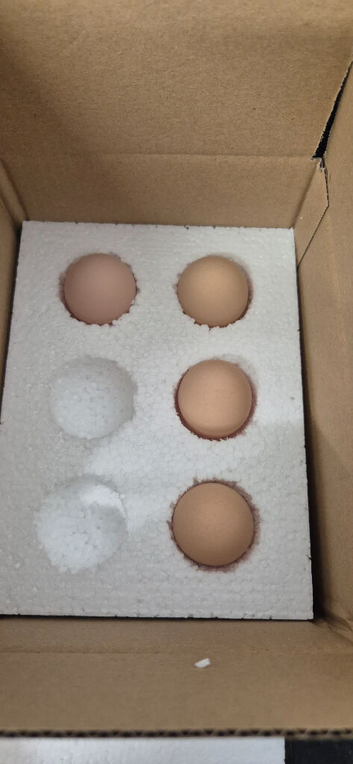 X6 fertile poland/Pekin bantam hatching eggs