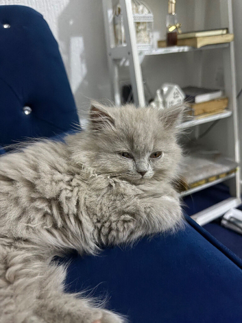 Kitten