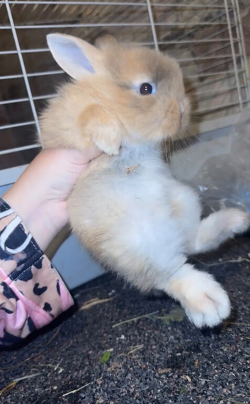 Baby bunnies