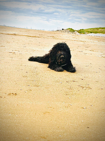 Male 8 month old Sprockerpoo