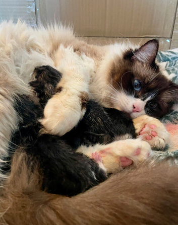 Ragdoll cross kitten Ready now