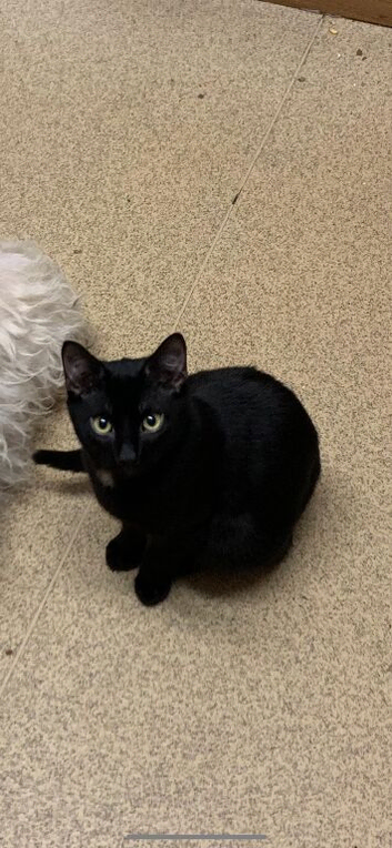 Black kitten