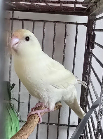 Kakarikis Handreared