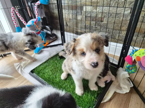 Beardie Border x collie pups ready to leave mum 15th July
