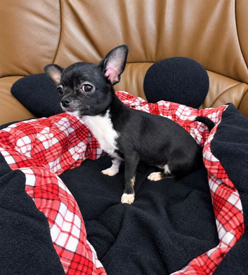 Chihuahuas for sale