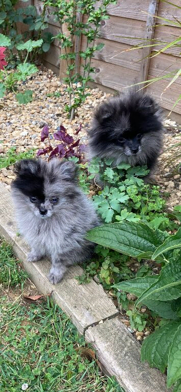 Beautiful Pomeranian puppies