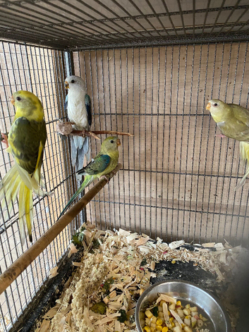 Birds for sale