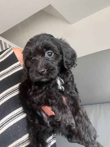 Cockapoo Puppies