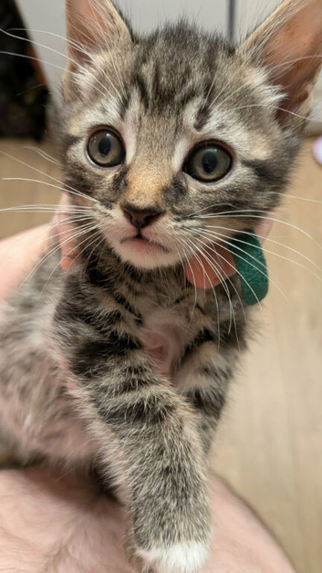 Beautiful Kittens