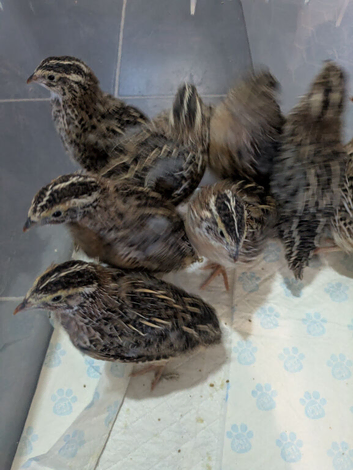 Got some 4&ndash;5 week old Coturnix quails looking for a new home