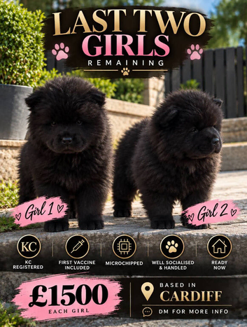 Chow chows reduced 10weeks next week