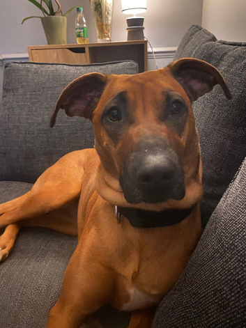 Rhodesian Ridgeback
