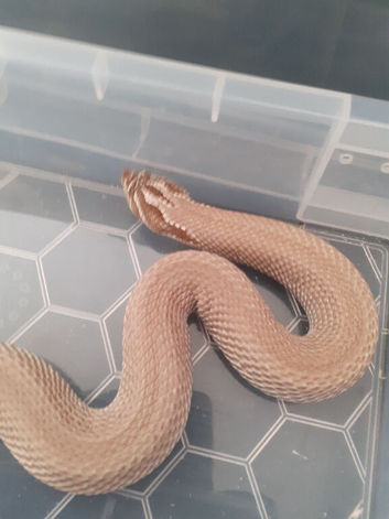 Males and females hognoses