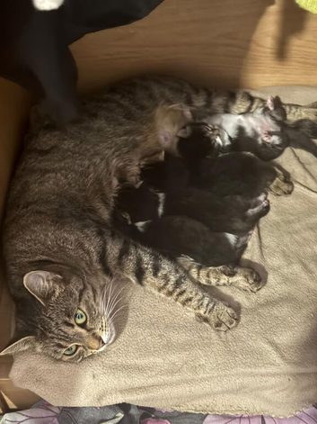 4 Beautiful kittens