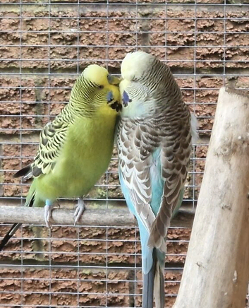 Bonded pair of budgies
